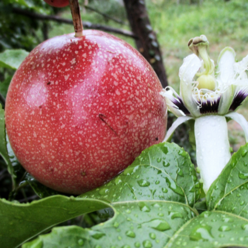 Passion fruit-Purple passion fruit