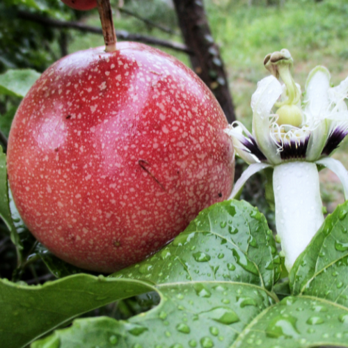 Fruit Passion 