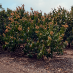 Zutano Avocado