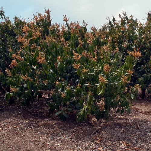 Avocado Tree - Azucar