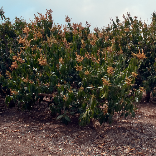 Zutano Avocado