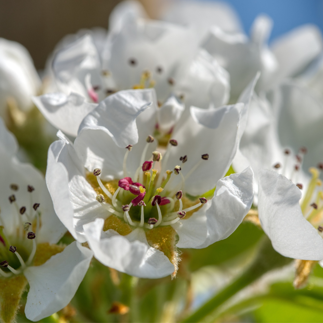 European Pear Trees – Warren Pyrus