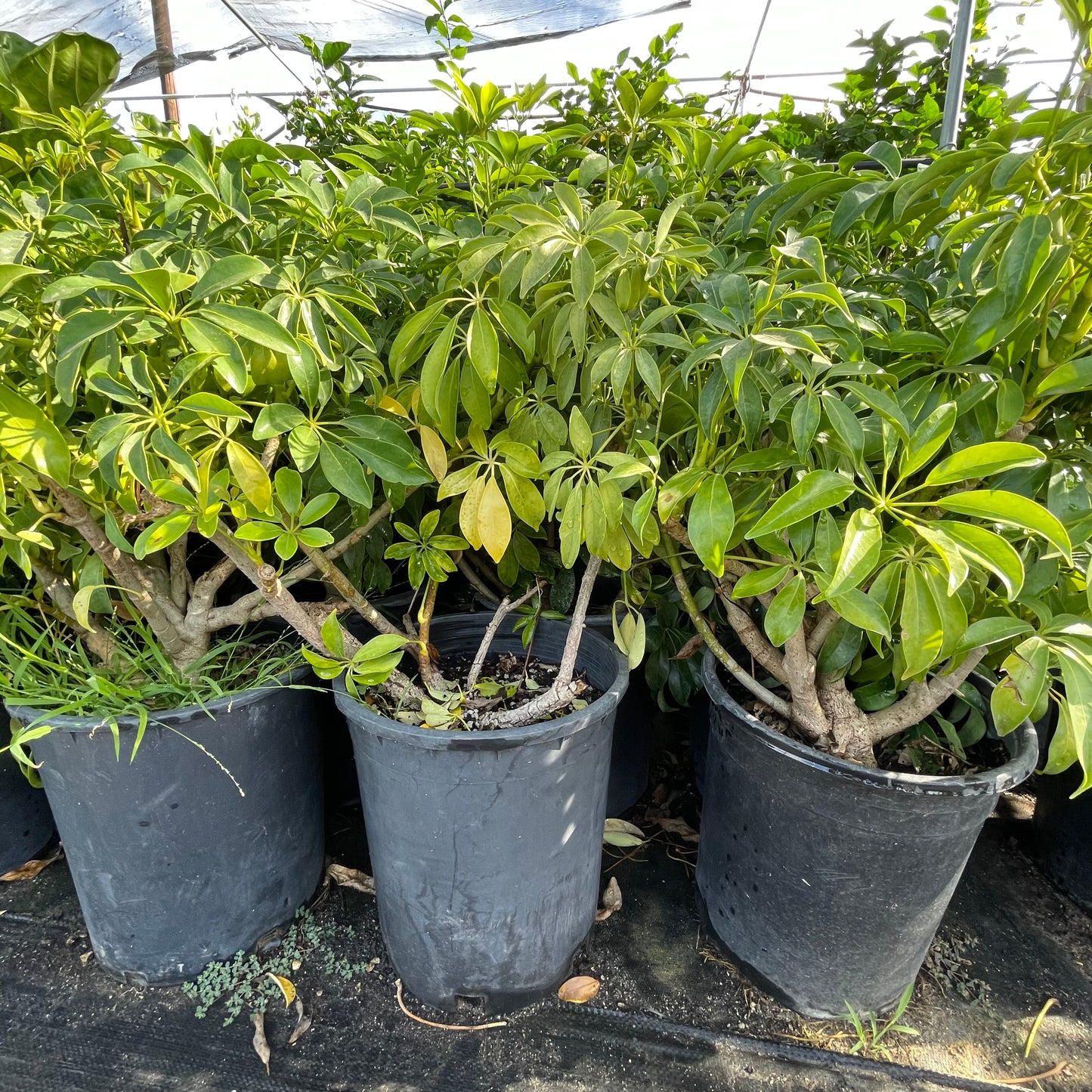 Shrubs - Schefflera