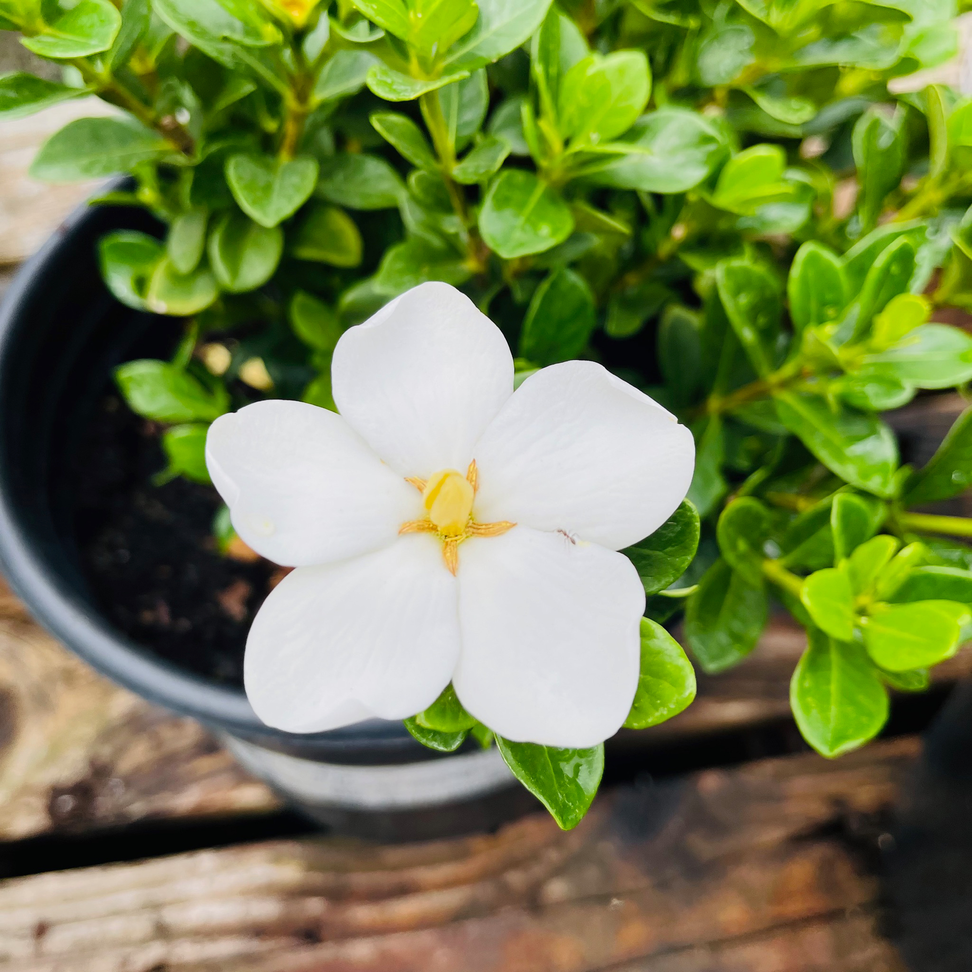 Star Gardenia