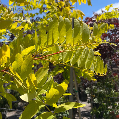 Sophora japonica-Golden Leaf Sophora japonica 