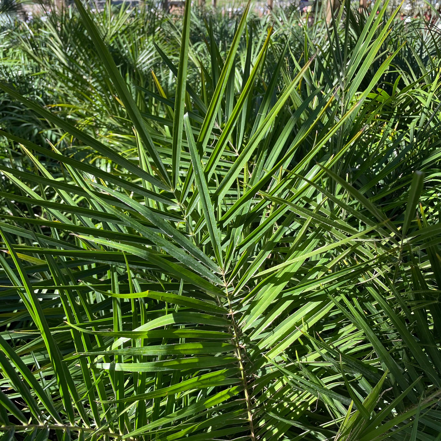 Palm Trees - Dwarf Date Palm