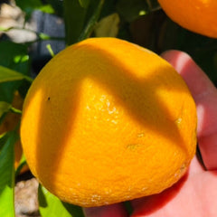 香水橙(苦橙)树苗
