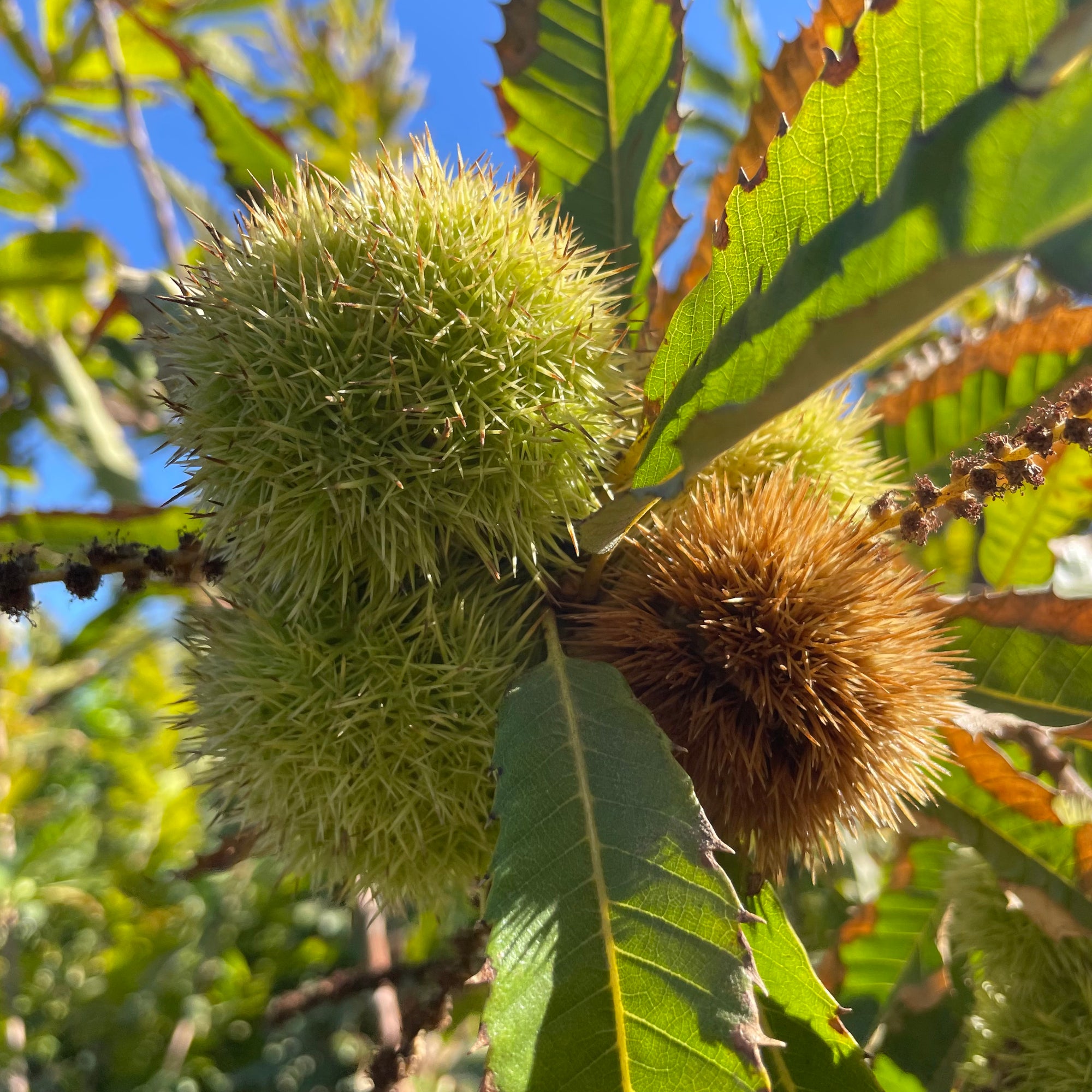 Chestnut
