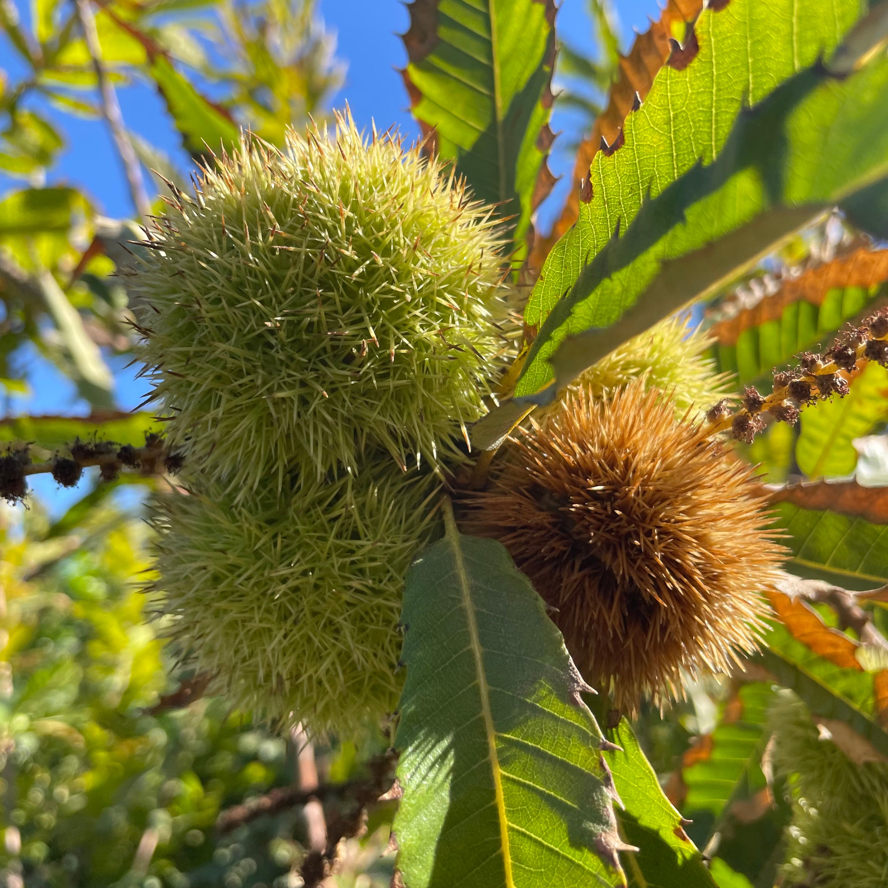 Chestnut