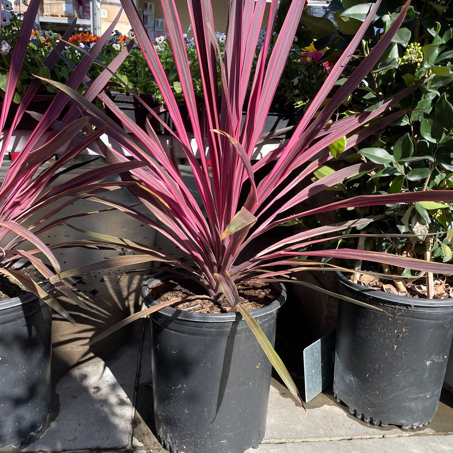 Australian Cordyline-Red Leaves