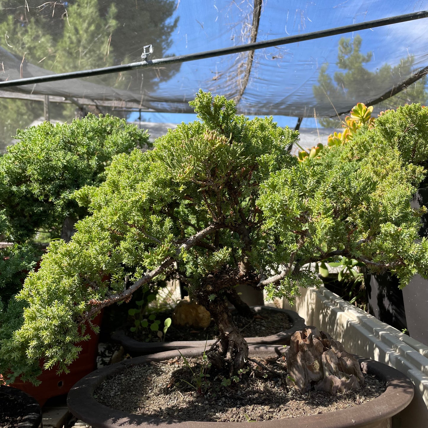 Bonsai Japanese pine