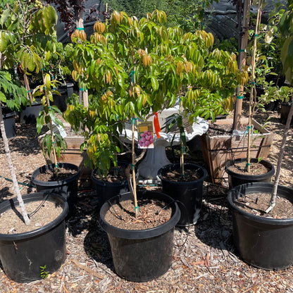 Lychee Tree-Imperial Lychee