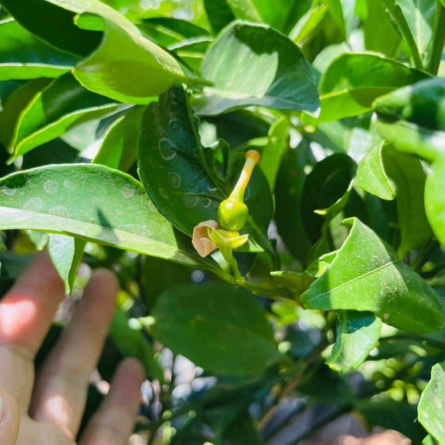 Orange Tree - Newhall Navel Orange