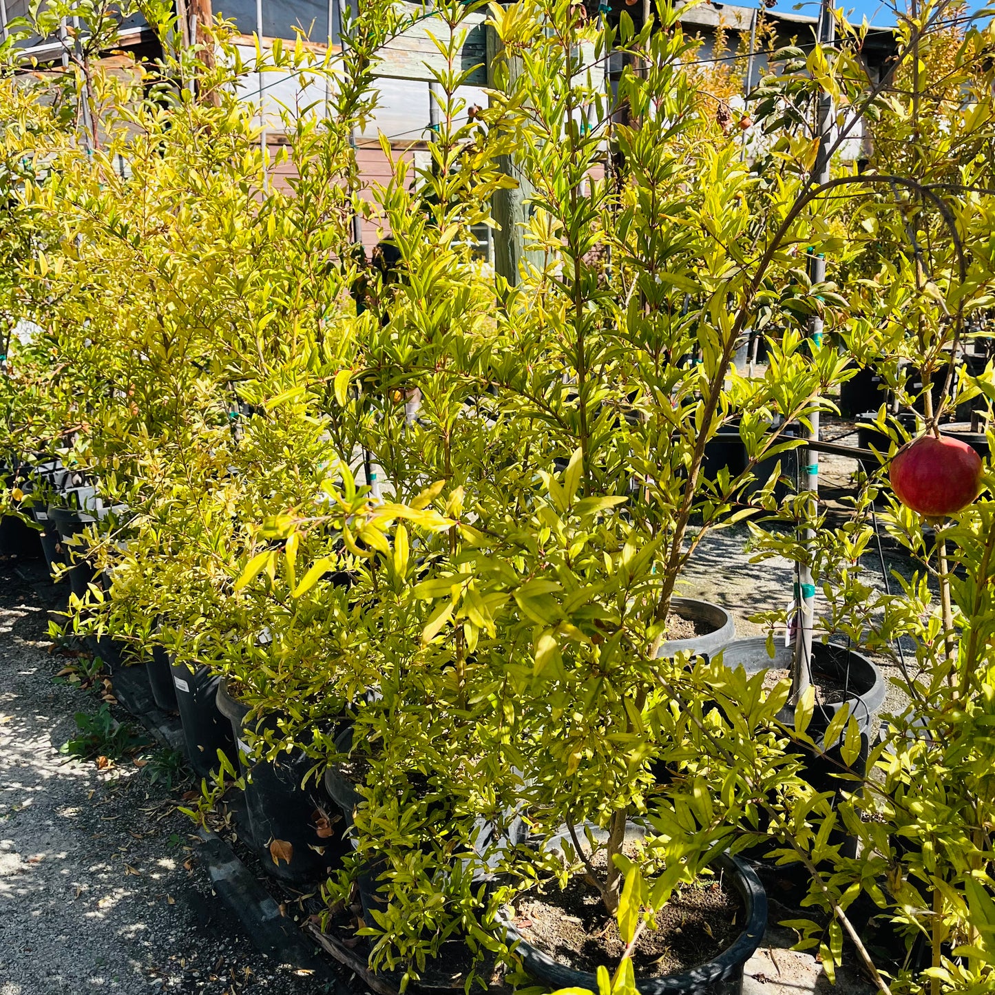 Pomegranate Tree-Wonderful Pomegranate