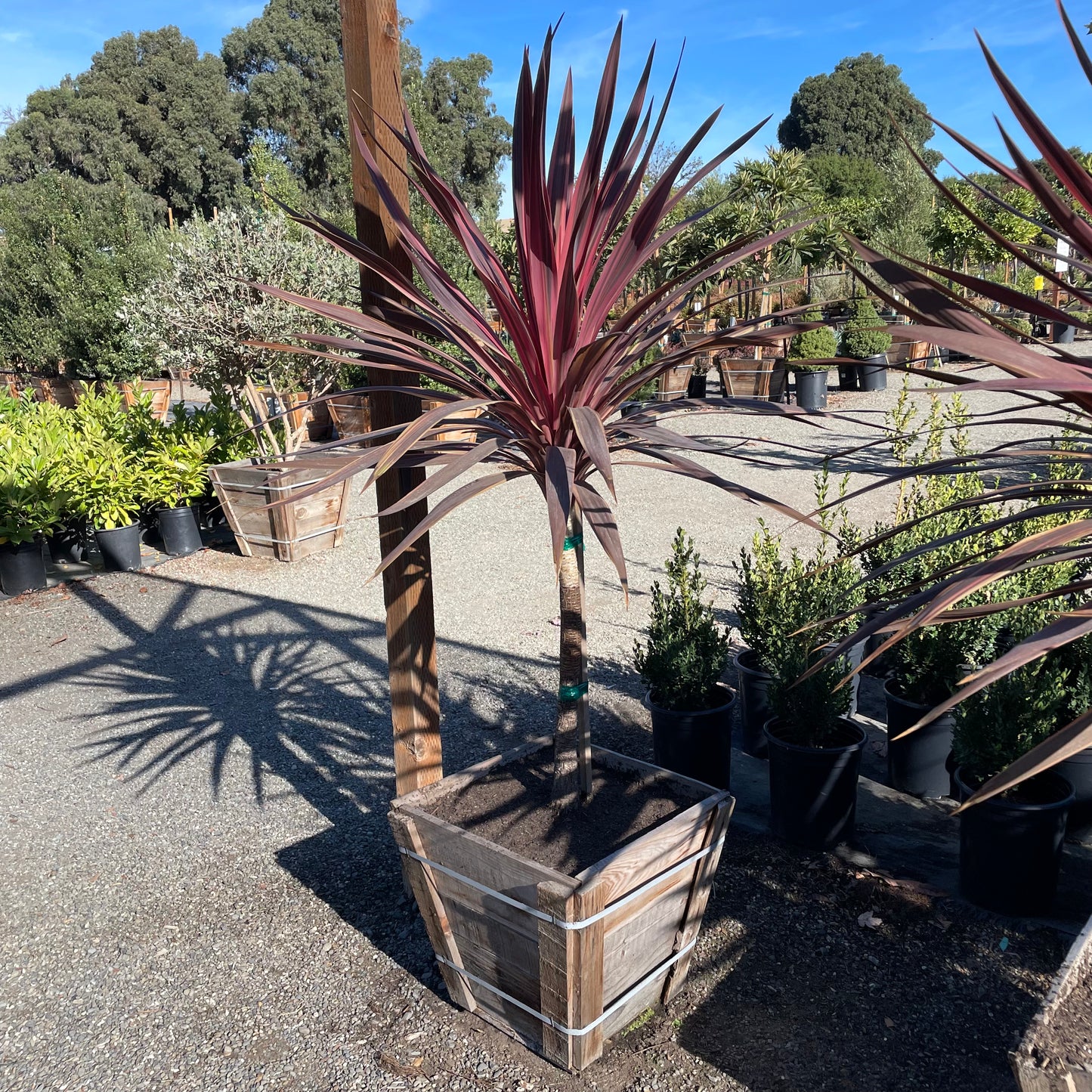 Australian Cordyline-Red Leaves