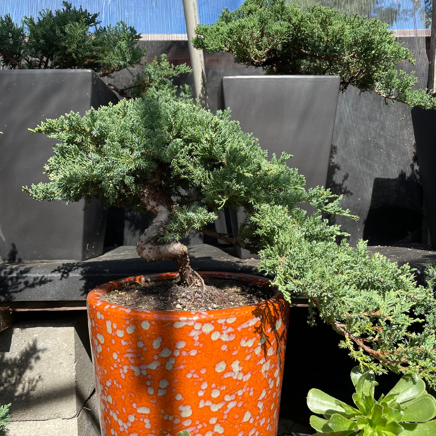 Bonsai Japanese pine