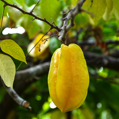 Carambola Tree - Golden Star Fruit