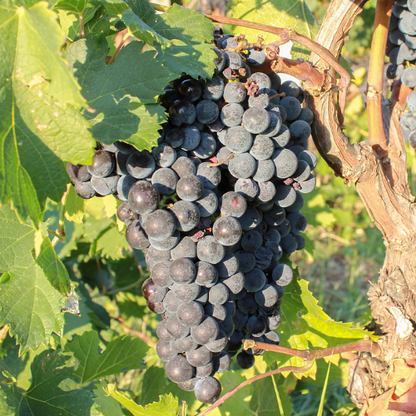 Grapevine-Seedless Black Grapes