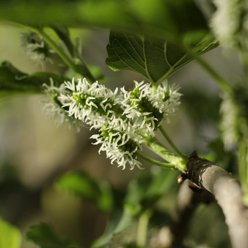 Mulberry Tree - White Mulberry