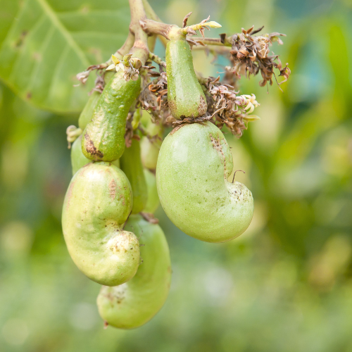 Nut Tree - Cashew