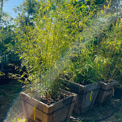 Bamboo-Black Bamboo/Purple Bamboo