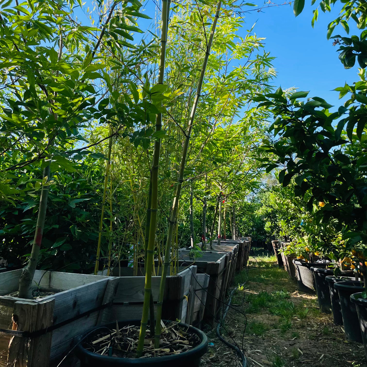 Golden Goddess Bamboo