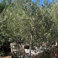 橄榄树-使命橄榄