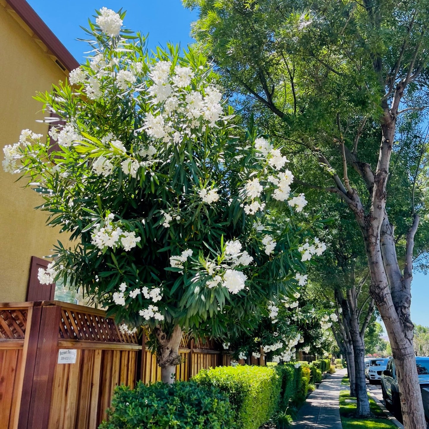 Oleander-white flowers