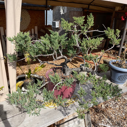 Bonsai Japanese pine