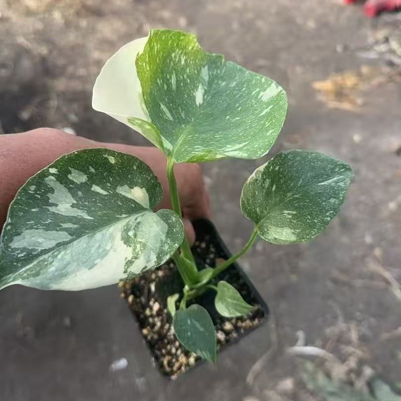 Thai Constellation Monstera