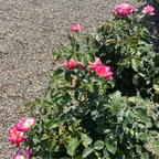 茶香月季-加州梦