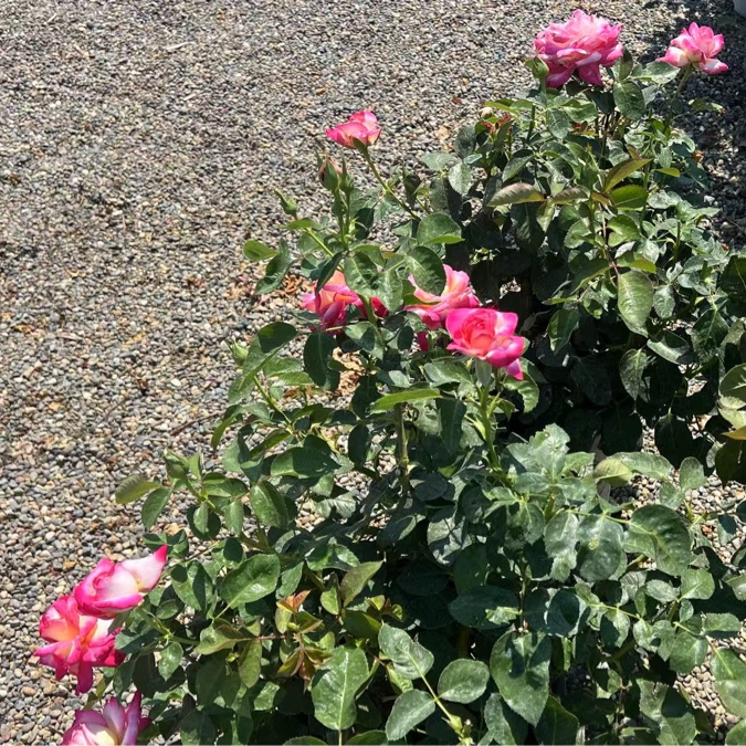 茶香月季-加州梦