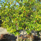 Li Jujube