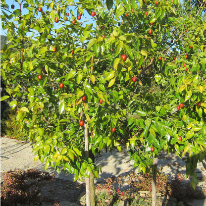 Jujube Tree-Shanxi Pear Jujube