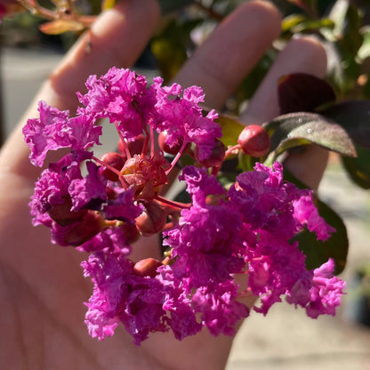 Crape Myrtle - Twilight Crape Myrtle Tree