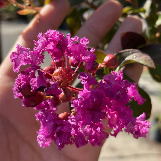 Crape Myrtle - Twilight Crape Myrtle Tree