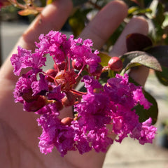 紫薇树-紫红色花