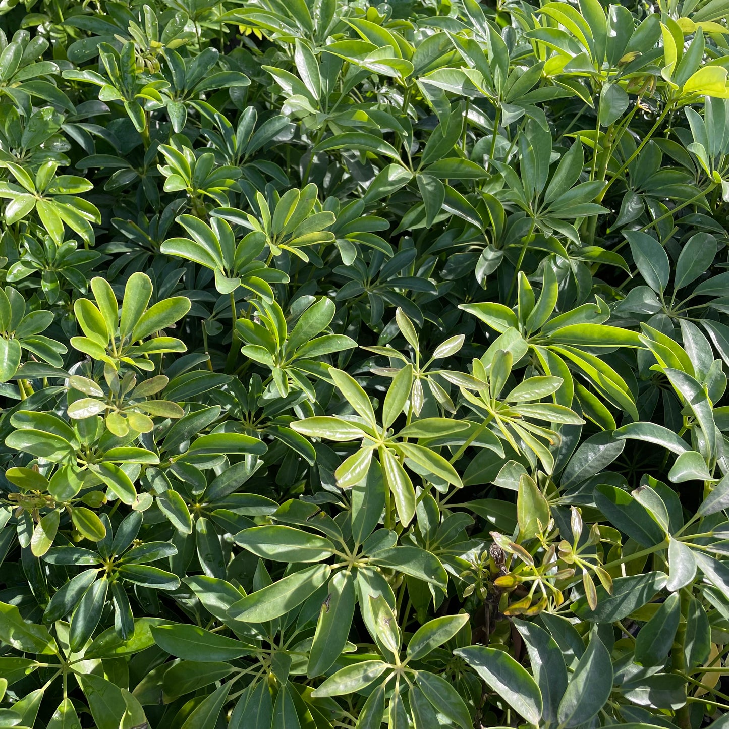 Shrubs - Schefflera