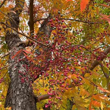 Rhus chinensis-Pistachio