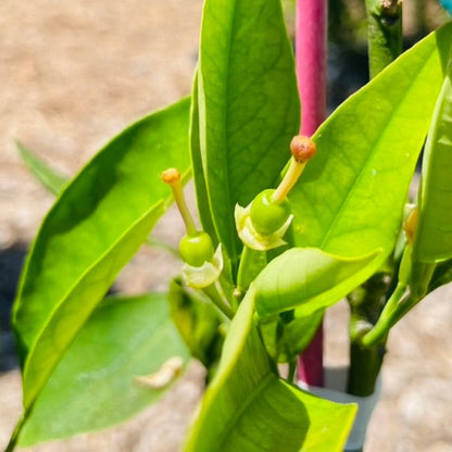 Orange Tree - Valencia Summer Orange