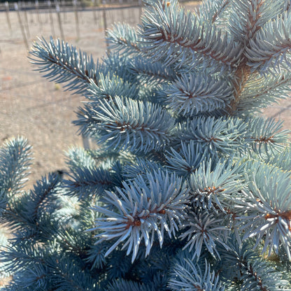 Sitka Spruce Tree – Baby Blue Pine