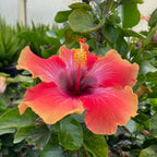 Santana Tropical Hibiscus