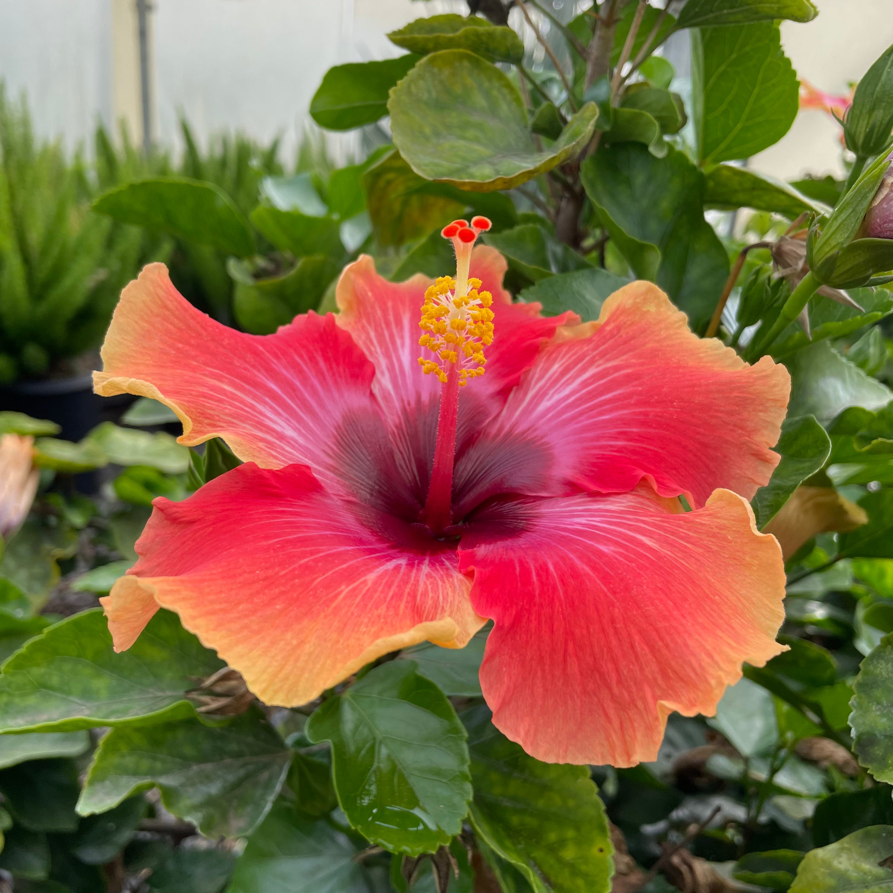 Santana Tropical Hibiscus