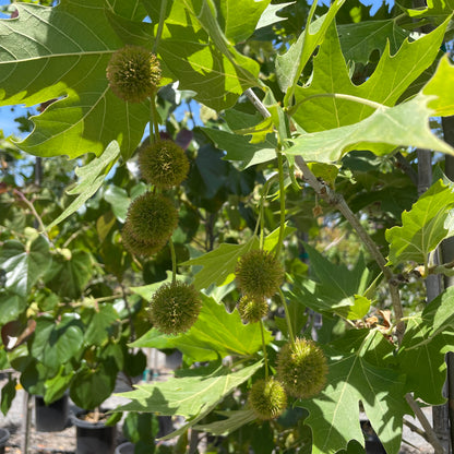 Plane Tree-Platanus