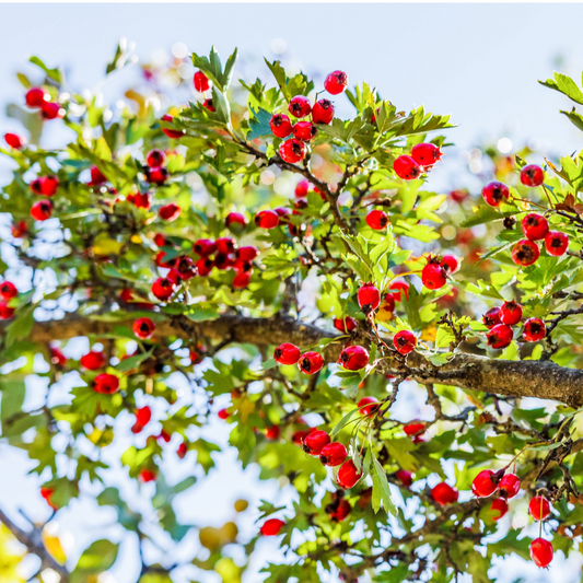 Hawthorn Tree - Cherry Hawthorn