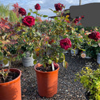 Black Baccara Rose