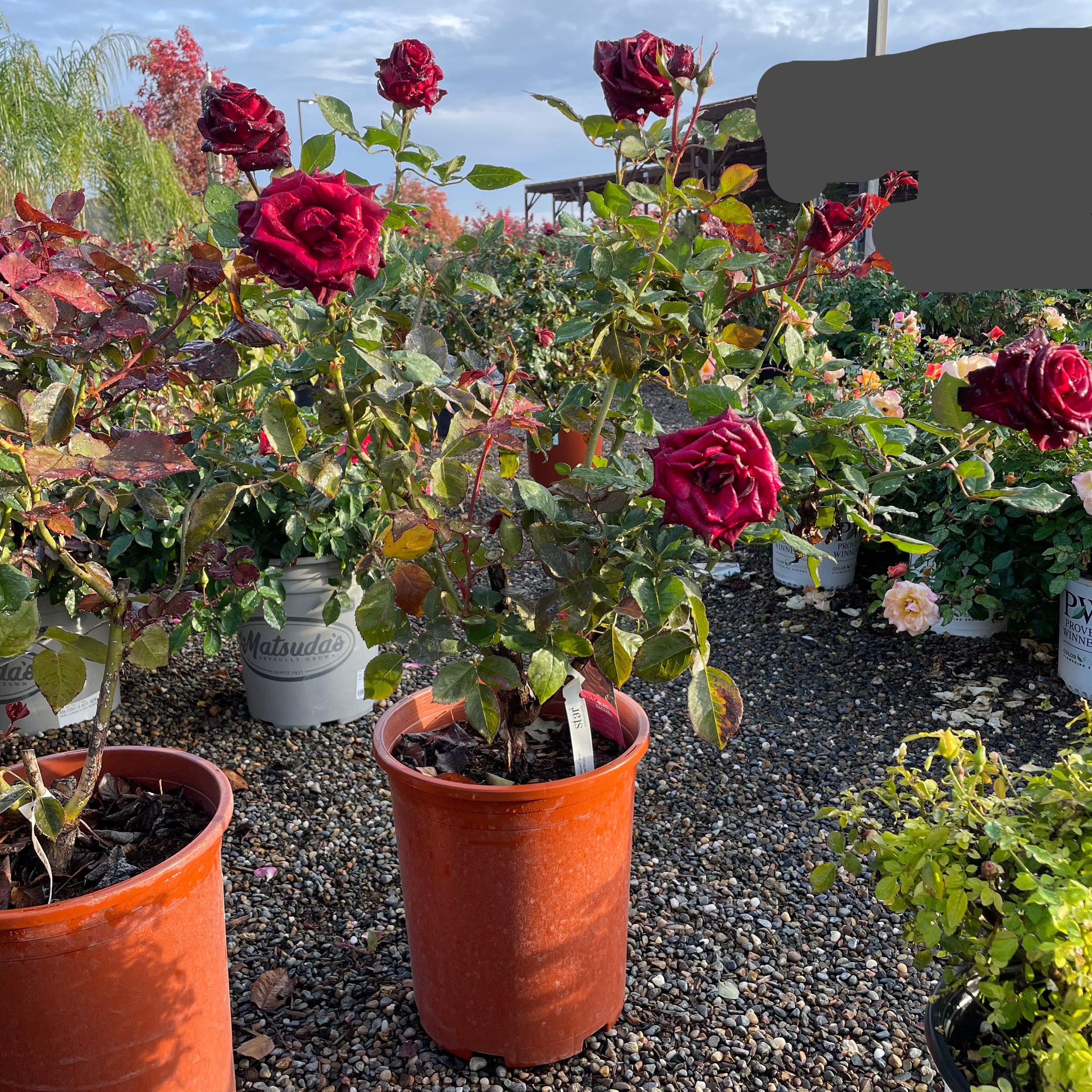 Black Baccara Rose