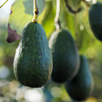 Zutano Avocado