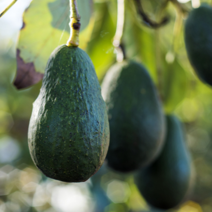 Avocado Tree - Azucar