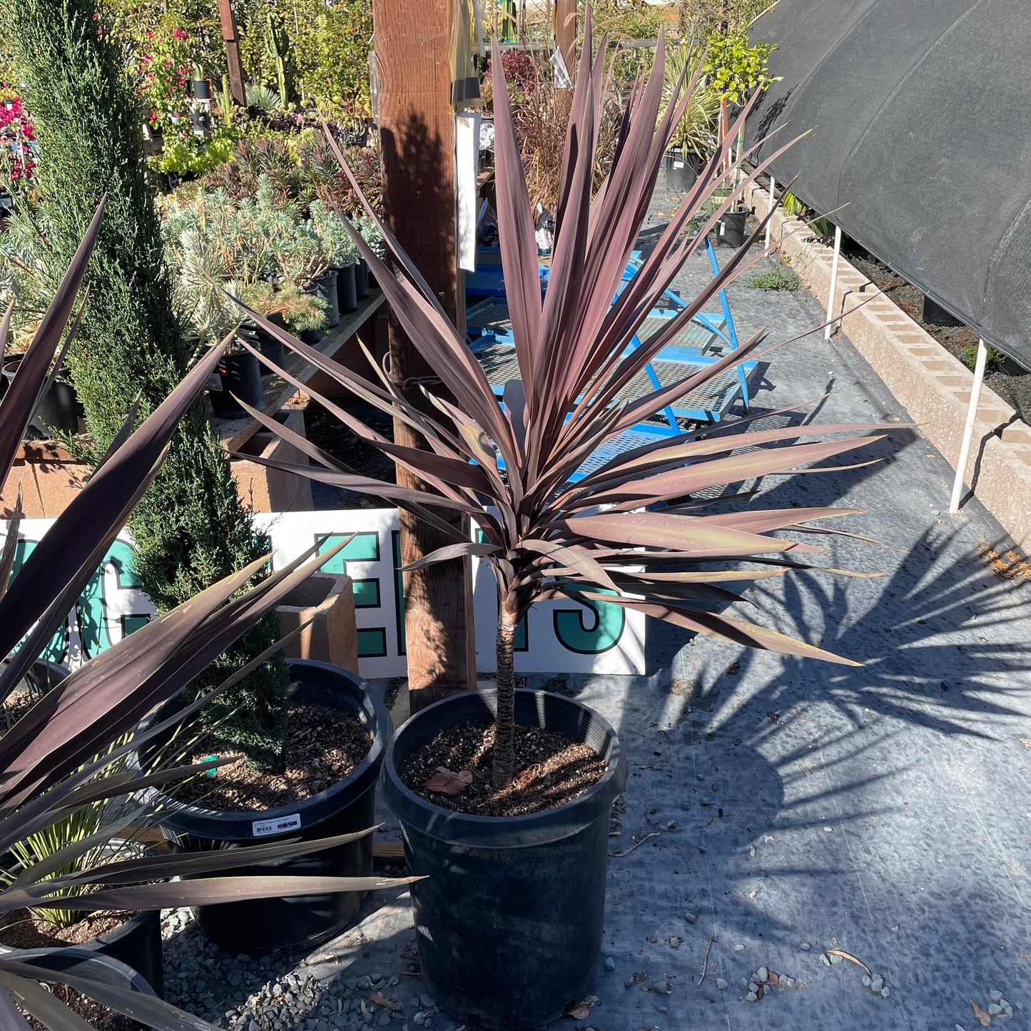 Australian Cordyline-Red Leaves